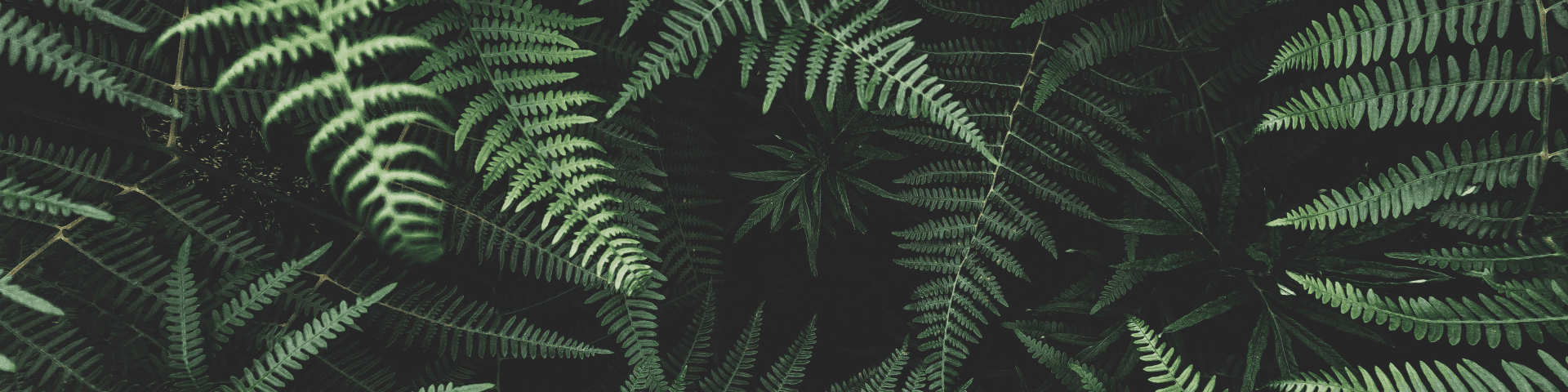 Banner background