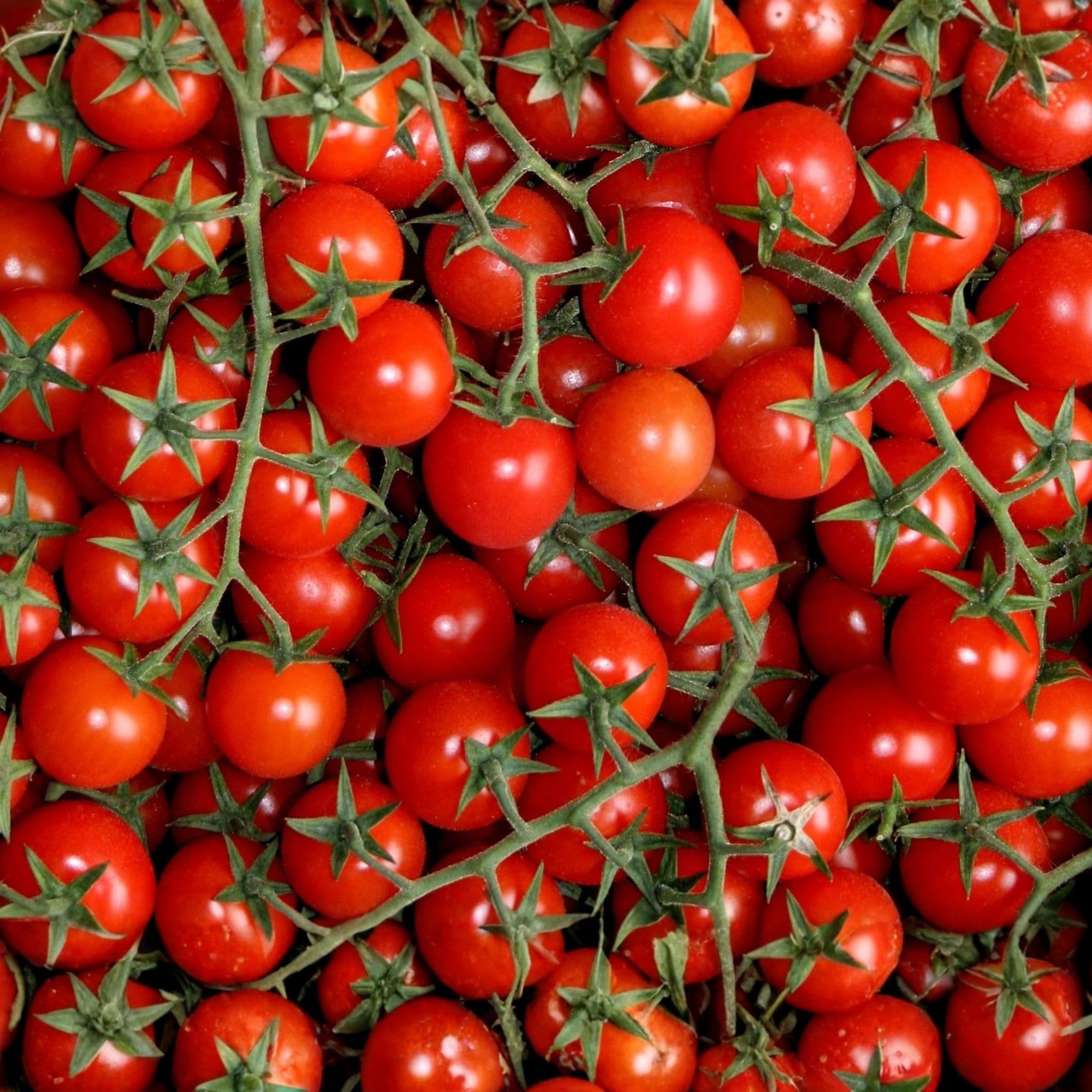 Nasiona pomidorków koktajlowych