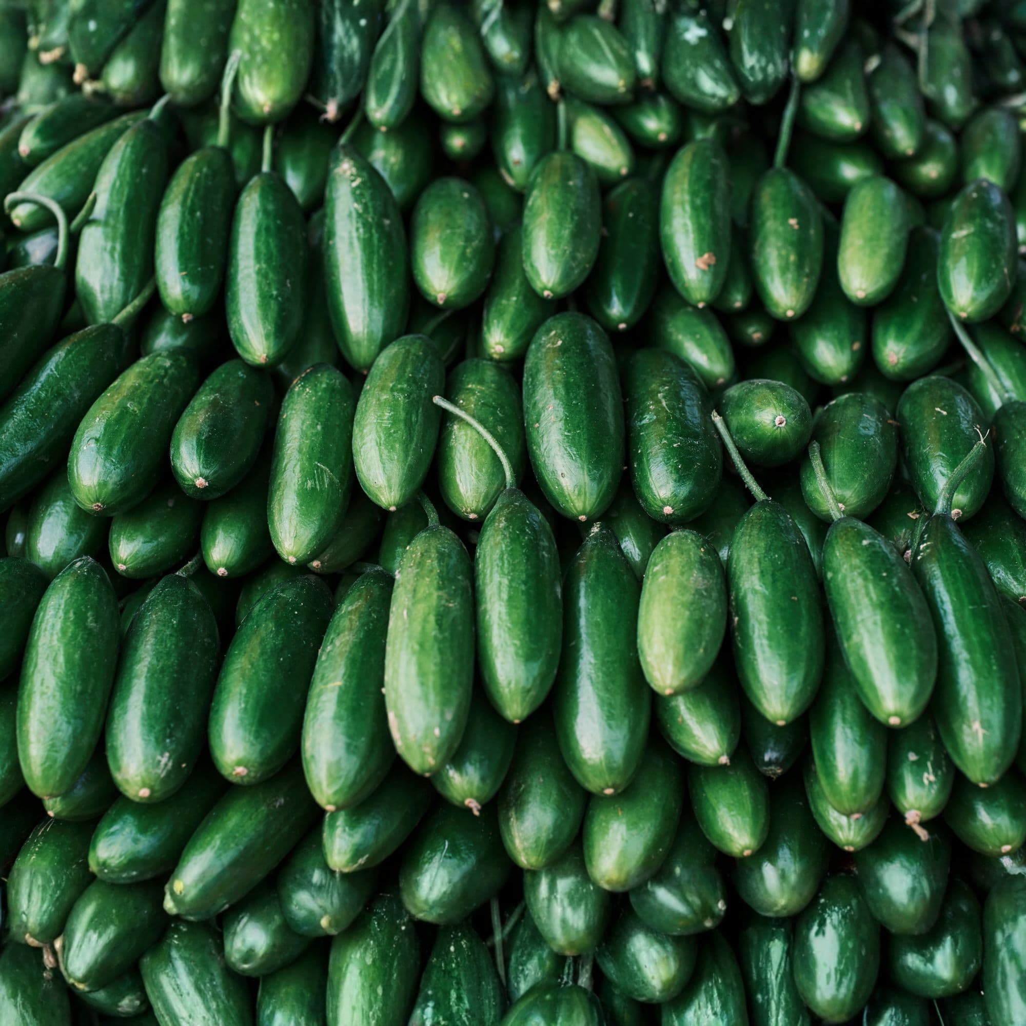 Nasiona ogórków