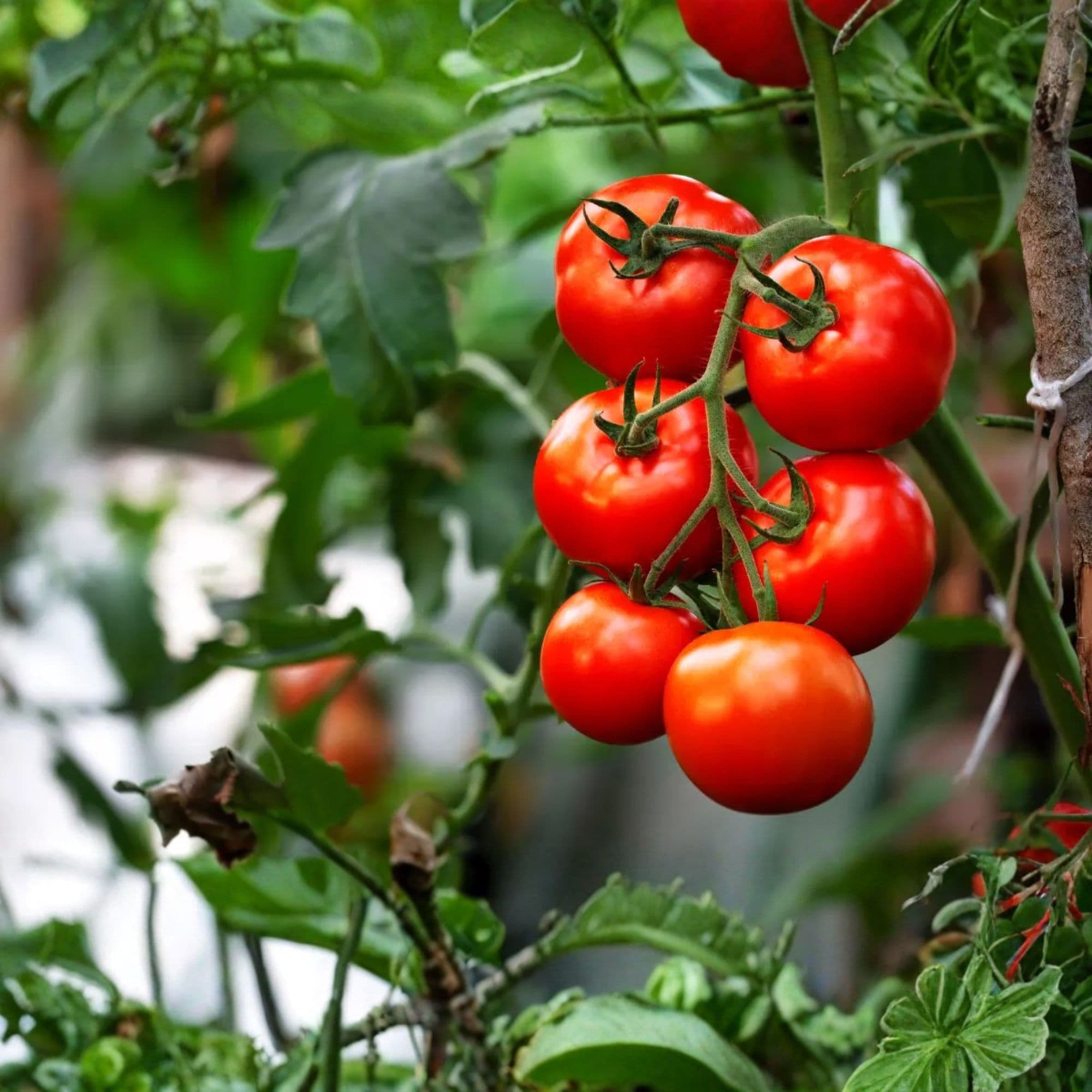 Nasiona pomidorków koktajlowych