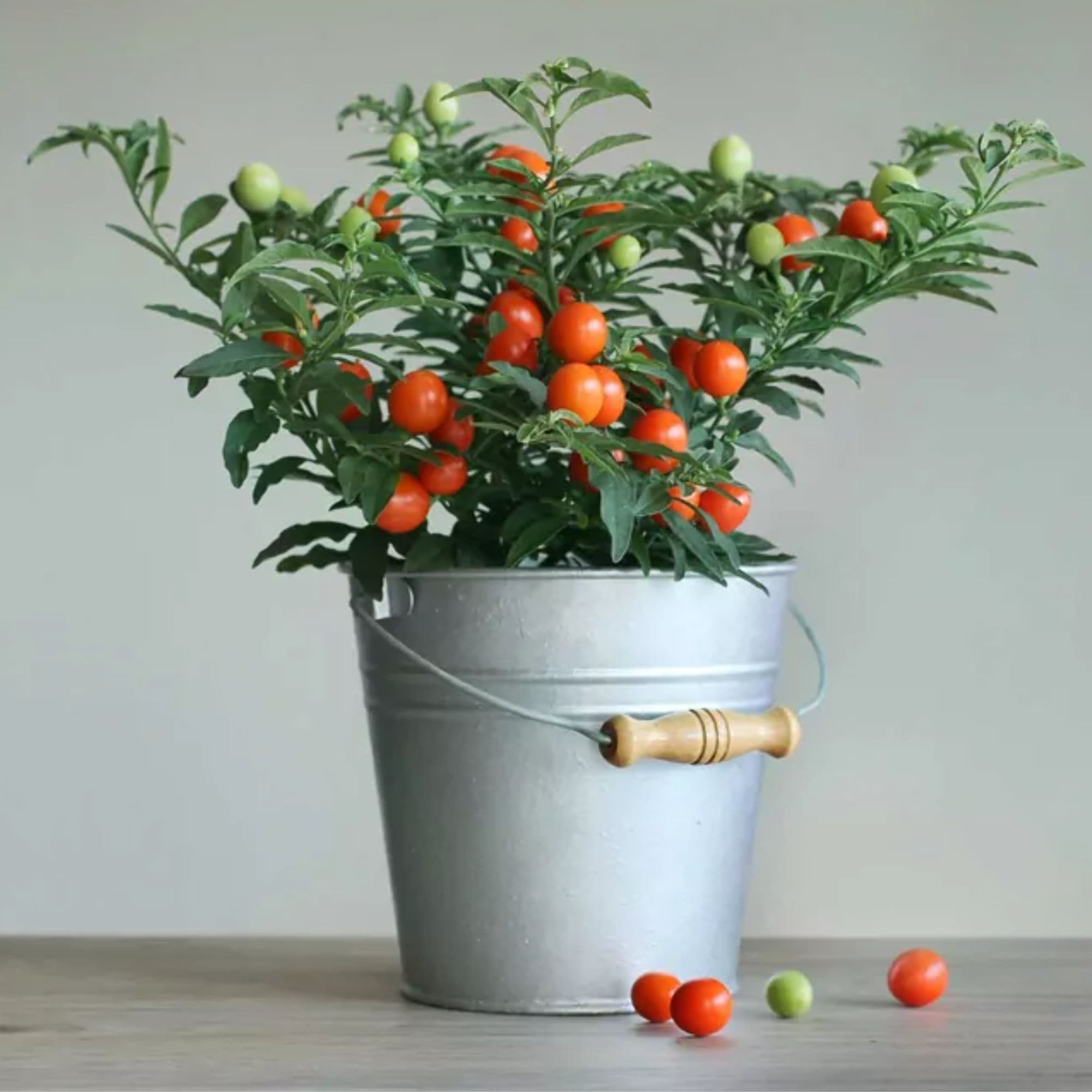 Nasiona pomidorków koktajlowych